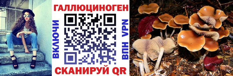 Галлюциногенные грибы Psilocybe  Малоархангельск 
